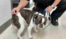 Ao saber que não poderia embarcar com o seu cão, dono abandona o bicho no aeroporto