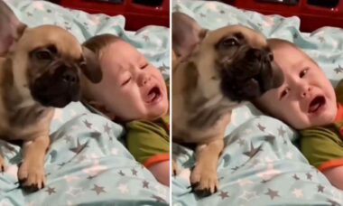 Vídeo hilário: cãozinho solidário não deixa bebê humano chorar sozinho
