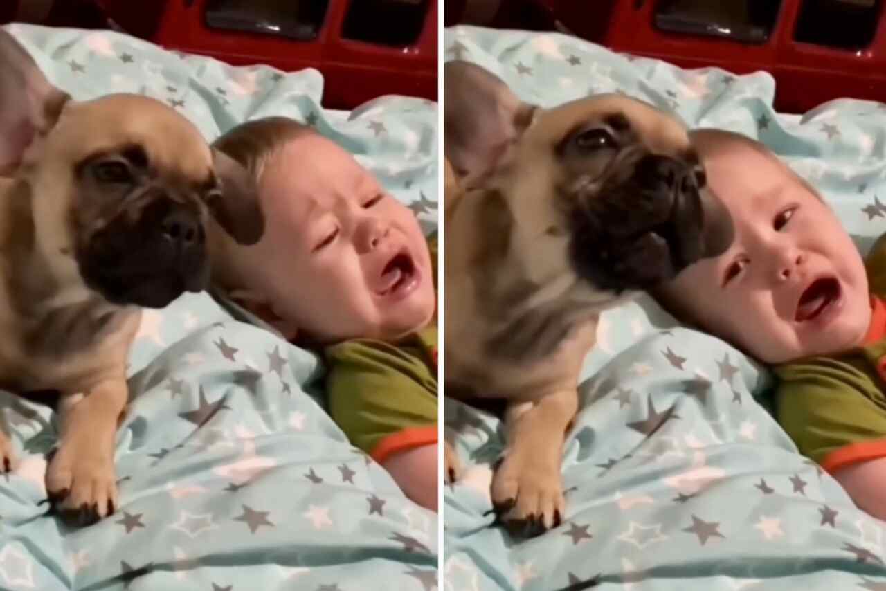 Vídeo hilário: cãozinho solidário não deixa bebê humano chorar sozinho