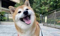 Celebridade da internet por seu amor ao cheeseburger, cão Cheems Balltze morre aos 12 anos