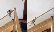 Vídeo hilário: tente não rir com as traquinagens desses gatos