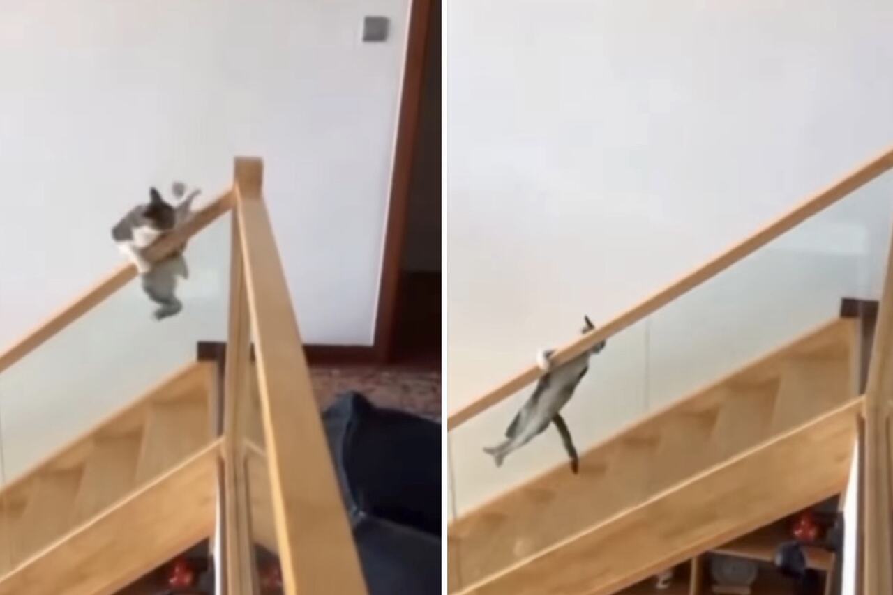 Hilarious Video: Try Not to Laugh at These Cats' Shenanigans