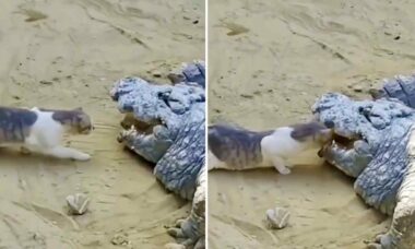 Vídeo impressionante: gatos corajosos enfrentam cães, leão e até crocodilo
