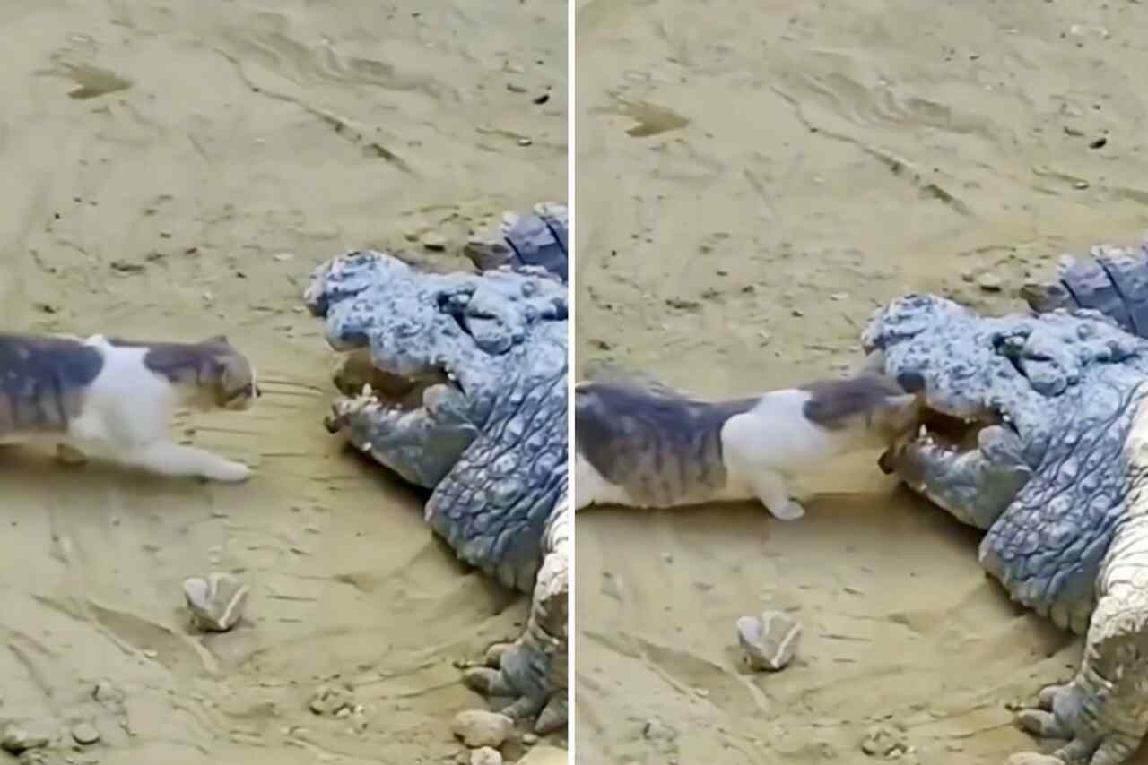 Imponerande video: Modiga katter står upp mot hundar, lejon och till och med krokodiler