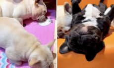 Esse vídeo de cães buldogues franceses dormindo é a coisa mais fofa e divertida que você vai ver hoje