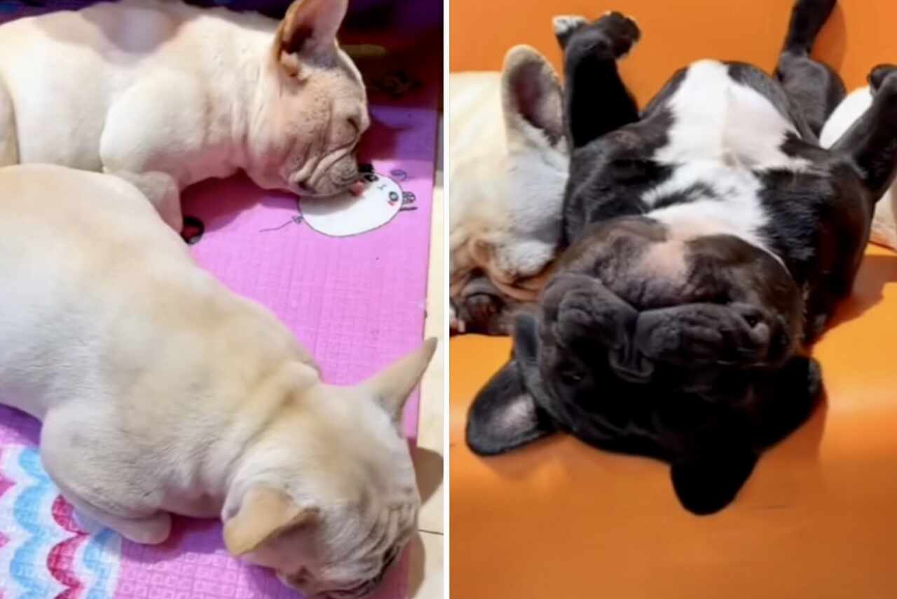 This video of sleeping French Bulldog dogs is the cutest and most entertaining thing you'll see today