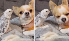 Vídeo hilário: calopsita abusa da paciência de cãozinho cantando música de Natal fora de época