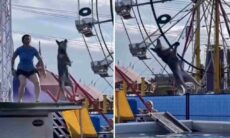 Vídeo cacetadas: tente não rir com esses cães trapalhões