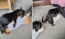 Vídeo hilário: cãezinhos ficam extremamente excitados com bichos de pelúcia