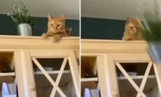 Vídeo devastador: compilação mostra gatos protagonizando catástrofes