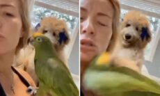 Vídeo e cassetadas: tente não rir com esses animais trapalhões