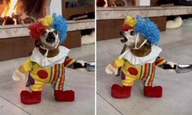 Vídeo hilário: vestido de palhaço assassino, cão chihuahua aterroriza amigos