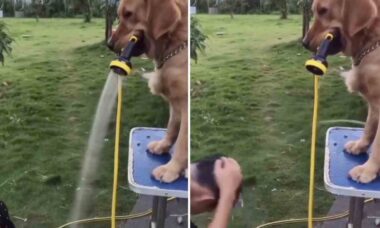 Vídeo hilário: quando acaba a água para lavar a cabeça do dono, cão usa a criatividade