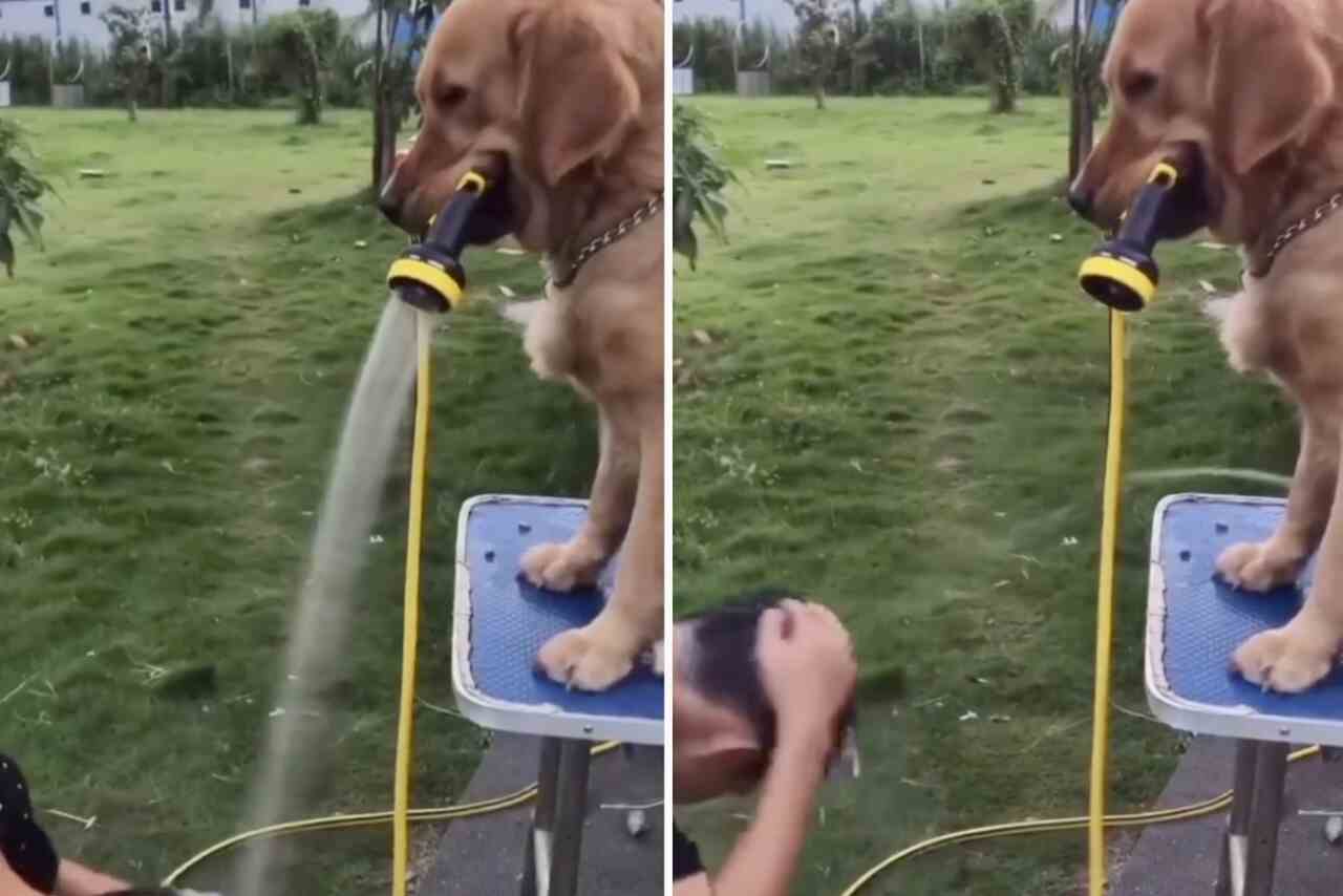 Rolig video: När vattnet tar slut för att tvätta ägarens huvud, använder hunden sin kreativitet