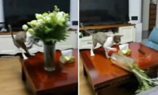 Vídeo registra o talento dos gatos para gerar caos