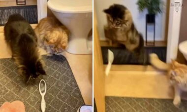 Vídeo hilário: imagens mostram do que gatos assustados são capazes