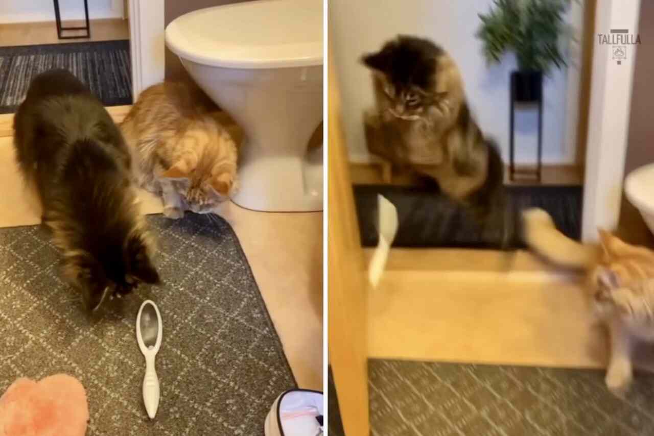 Hilarious Video: Images Show What Scared Cats Are Capable Of