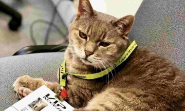 Formulino, o gato conhecido como o 'rei do autódromo de Imola', morre aos 16 anos