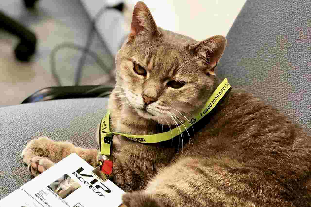 Formulino, il gatto conosciuto come il 're dell'Autodromo di Imola', muore a 16 anni