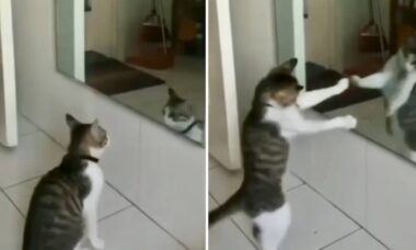 Vídeo hilário: gato pratica boxe contra a própria imagem no espelho