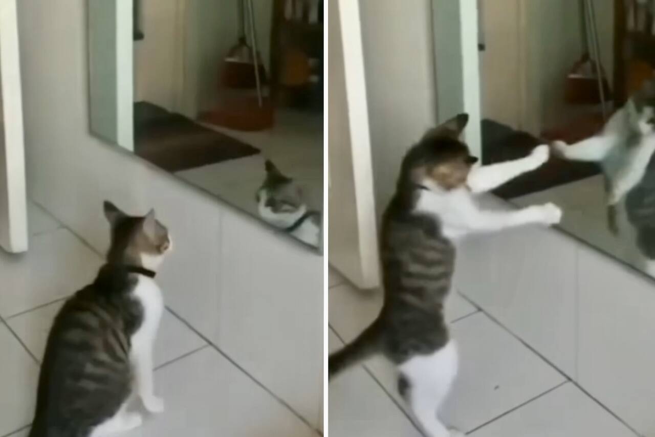 Grappige video: kat oefent boksen tegen haar eigen spiegelbeeld