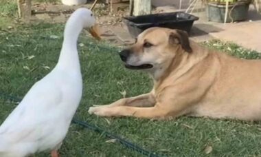 Hilarious video: cheeky duck makes a caramel mutt lose its patience (Photo: Instagram)