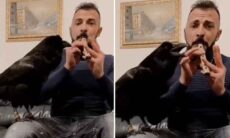 Vídeo incrível: conheça o corvo capaz de cantar música erudita