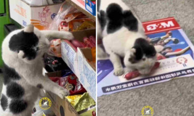 Vídeo hilário flagra cães e gatos ladrões de comida