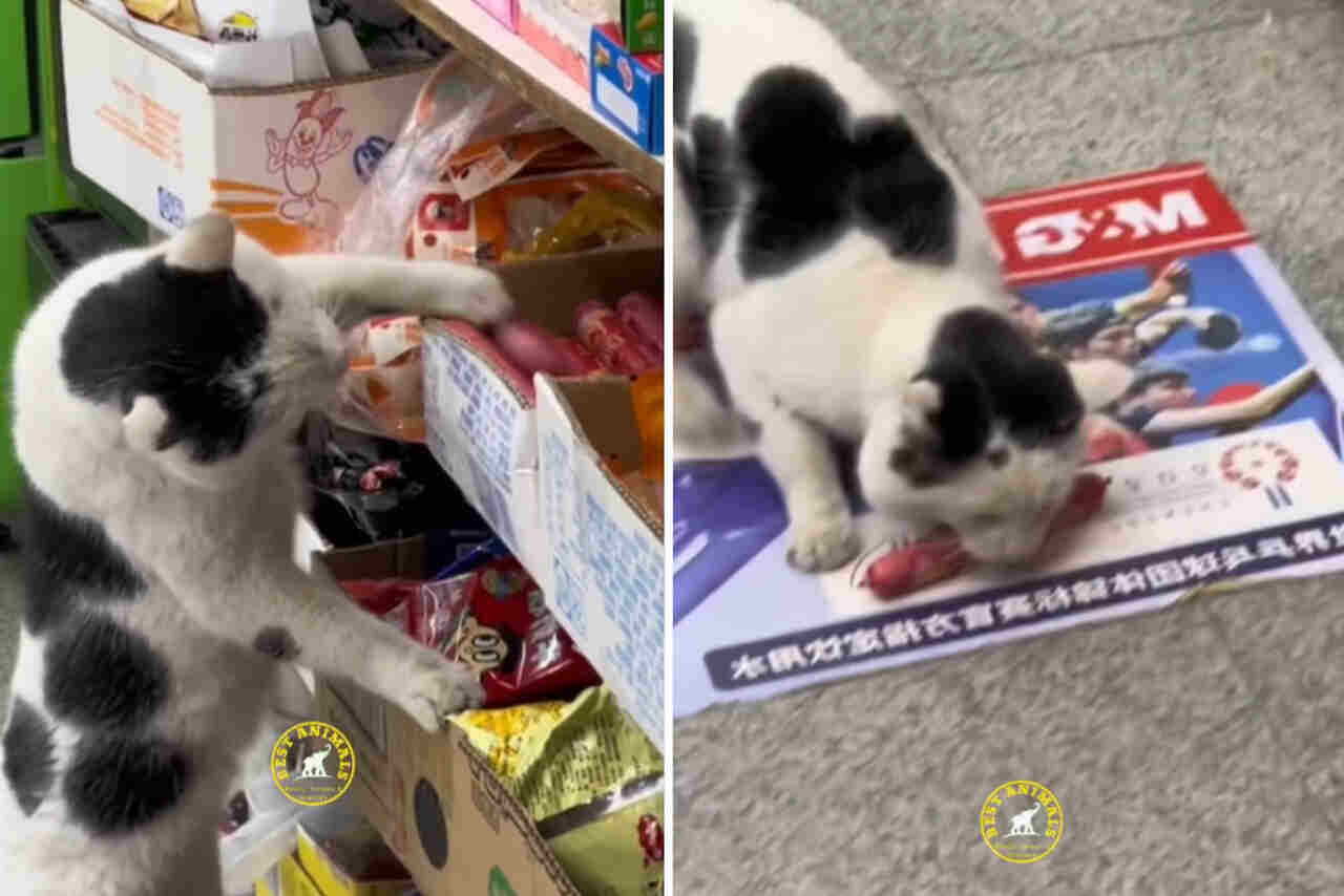 Video hilarante captura a perros y gatos ladrones de comida