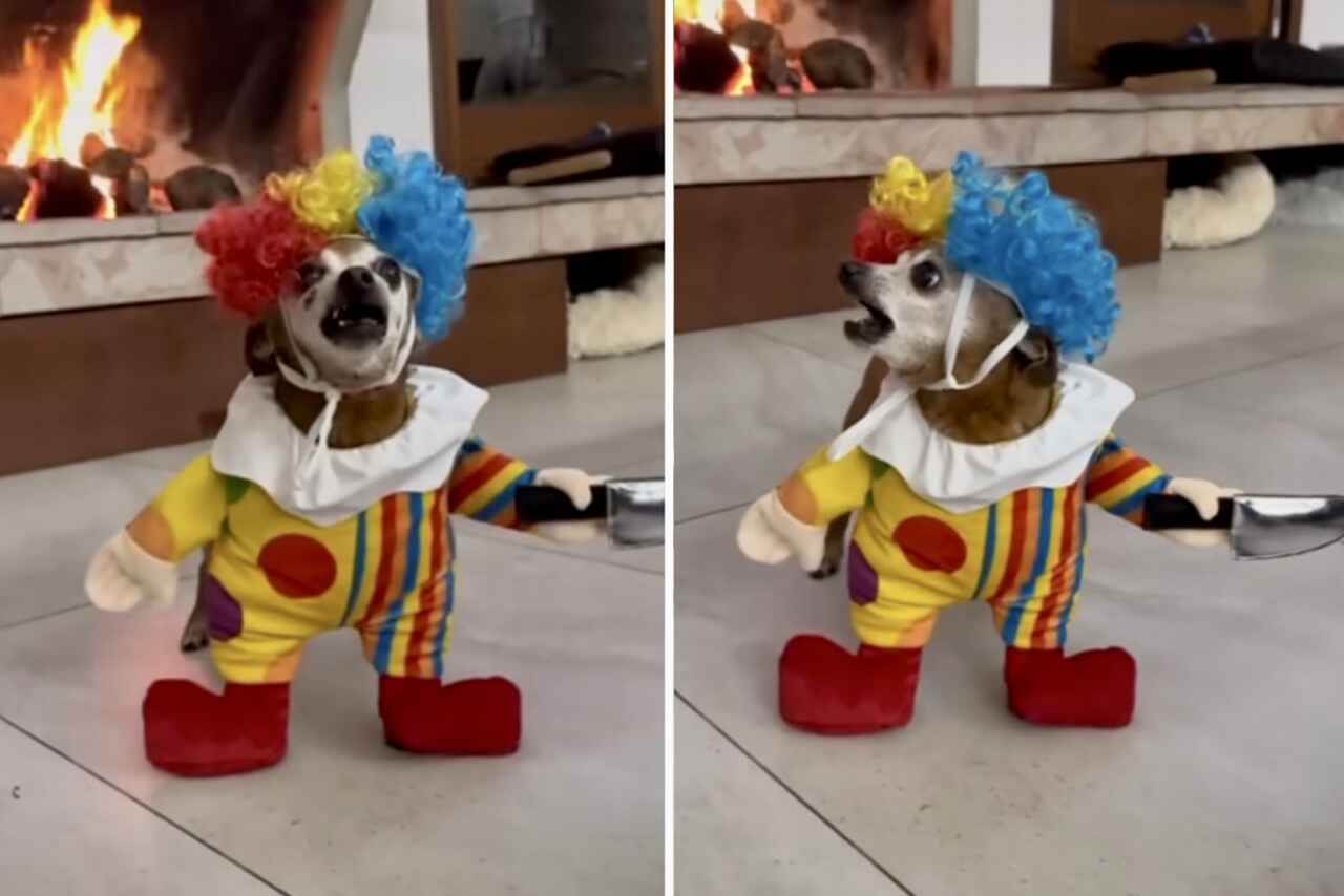 Video amuzant: Chihuahua costumată în clovn ucigaș îi sperie pe prieteni