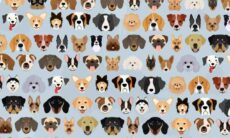 Você consegue encontrar o gato na imagem em menos de 22 segundos?