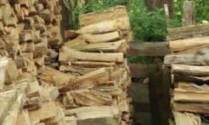 Você consegue encontrar o gato escondido em menos de 10 segundos?