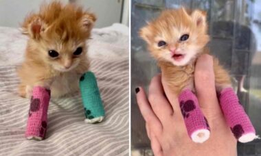 Sensação da internet, gato resgatado Tater Tot morre ainda filhote e comove milhões