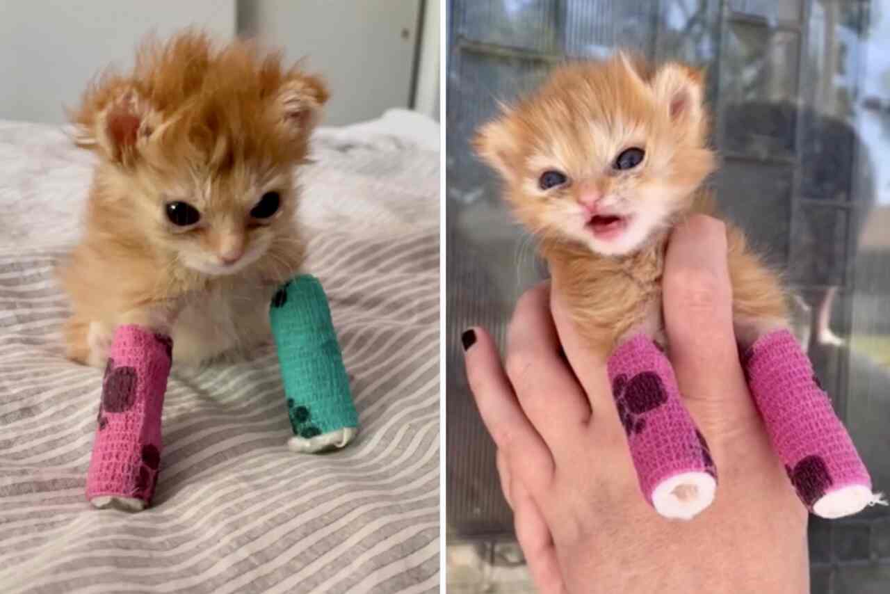 Sensacja w internecie, uratowany kotek Tater Tot umiera jeszcze jako małe kociątko i porusza miliony