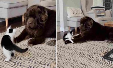 Vídeo: gatinho faz de tudo para irritar cão gigante que tem paciência de monge