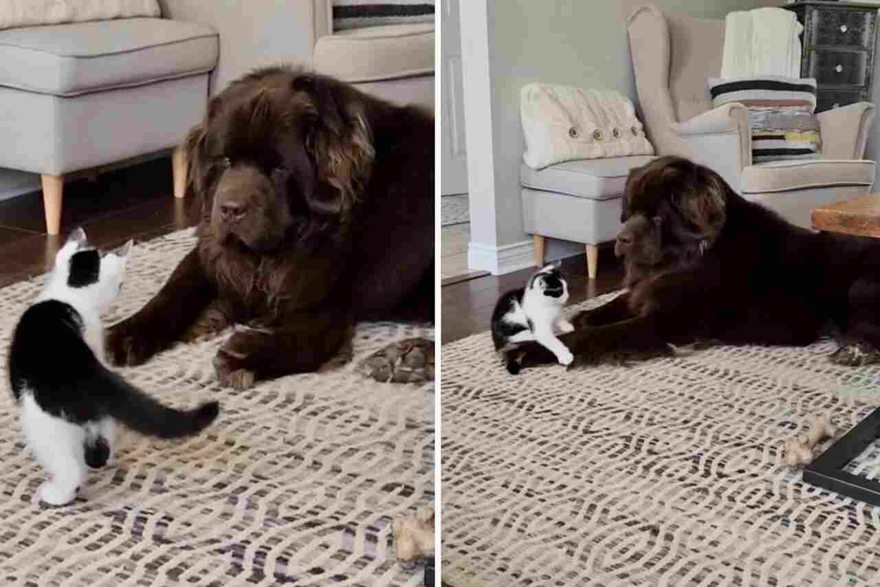 Video: Gatito hace de todo para irritar a un perro gigante que tiene paciencia de monje