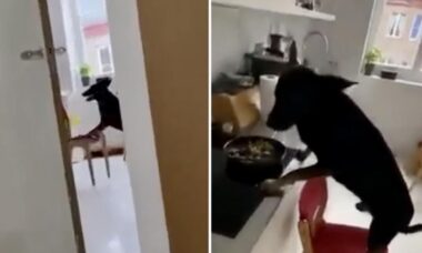Vídeo hilário: deixar a comida no alto não resolve quando o cão é esperto