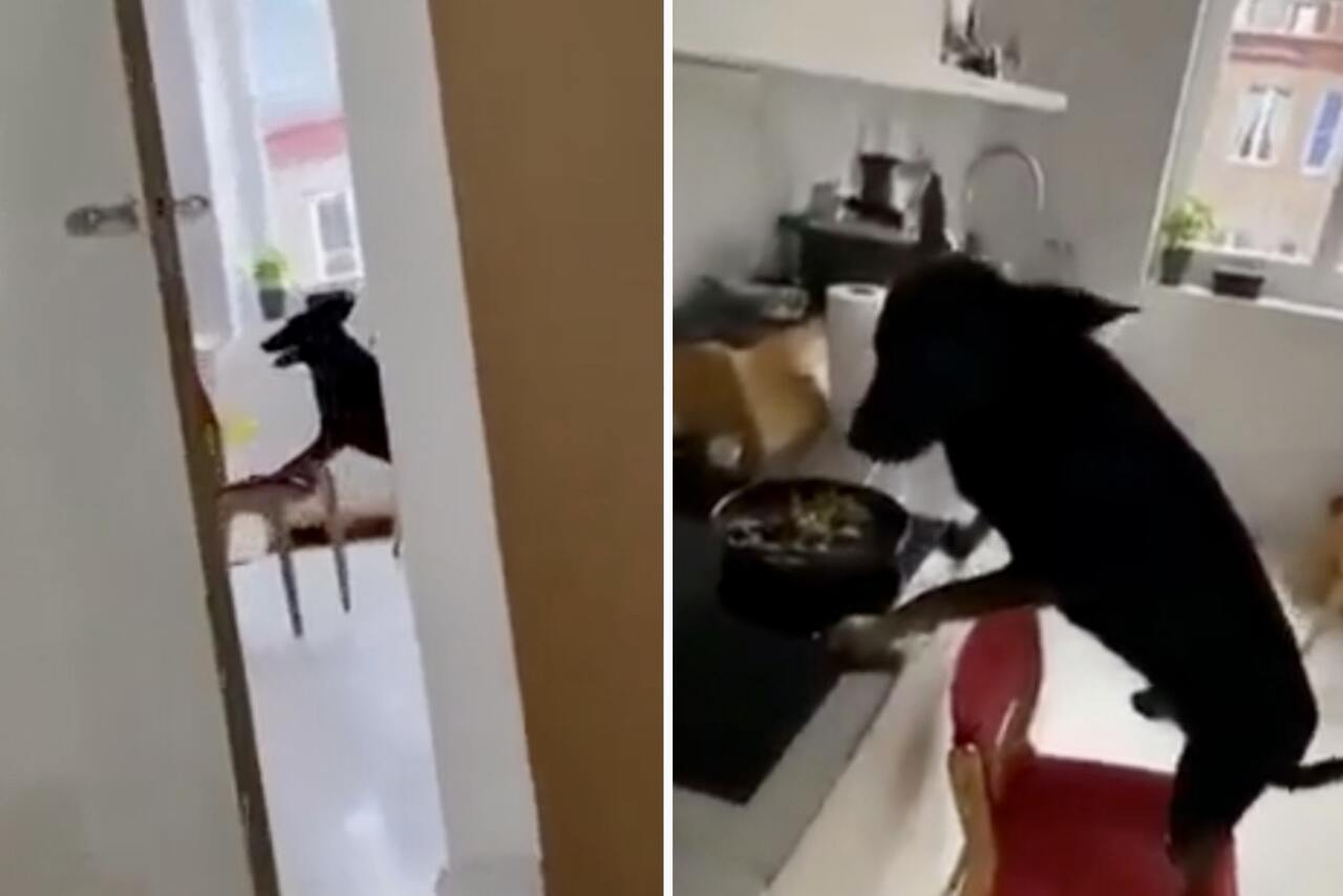 Lustiges Video: Essen oben aufzubewahren löst nichts, wenn der Hund clever ist