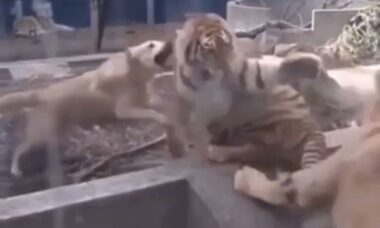 Vídeo: cão extremamente corajoso aparta briga entre tigre e leão