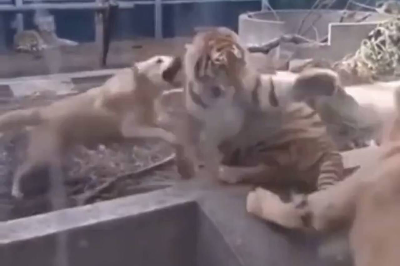 Video: Perro increíblemente valiente detiene pelea entre tigre y león