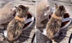 Vídeo hilário: gatinho extremamente guloso deixa seus irmãos sem ração