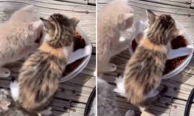 Vídeo hilário: gatinho extremamente guloso deixa seus irmãos sem ração