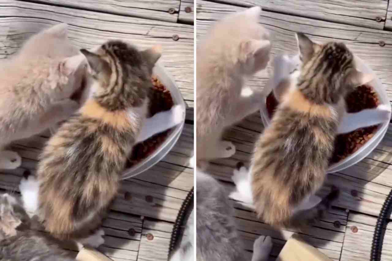 Video divertente: gattino estremamente goloso lascia i suoi fratelli senza cibo
