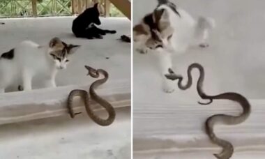 Vídeo assustador: gatos entram em duelo de vida e morte contra cobras