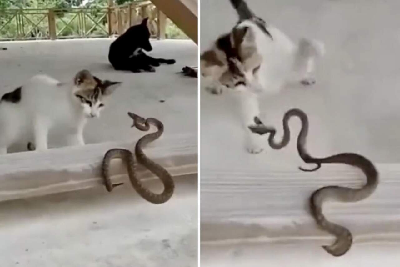 Engstelige video: Katten gaan een levens- en doodstrijd aan tegen slangen