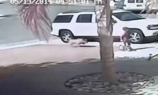 Vídeo impressionante: gato salva criança do ataque de cão feroz