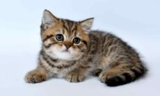 Saiba quais são os dois testes obrigatórios em um filhote de gato recém-chegado