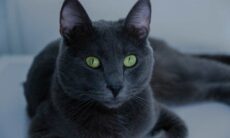 Conheça as 9 raças de gato mais caras do mundo