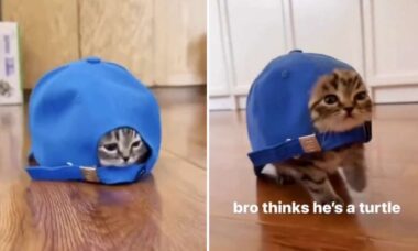 Vídeo hilário: gato mostra resultado do cruzamento entre felinos e tartarugas