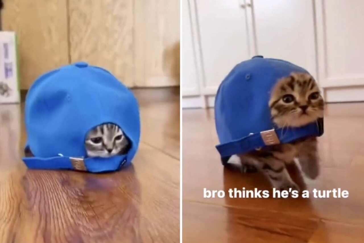 Video divertente: gatto mostra il risultato dell'incrocio tra felini e tartarughe
